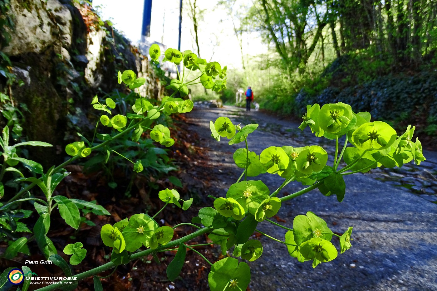 16 Sul sentiero strada agrosilvopastorale F. Benedetti.JPG -                                